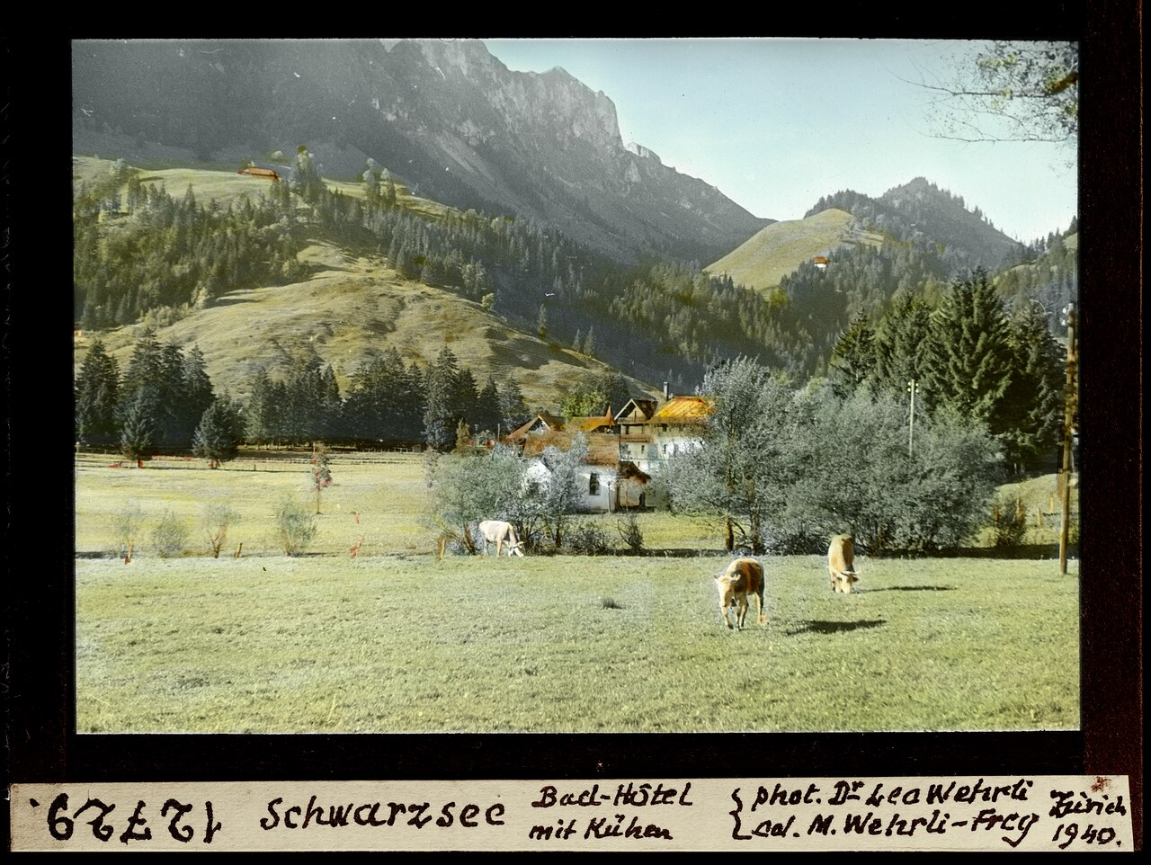Historische Aufnahme des Schwarzsees mit Kühen aus dem Jahr 1940